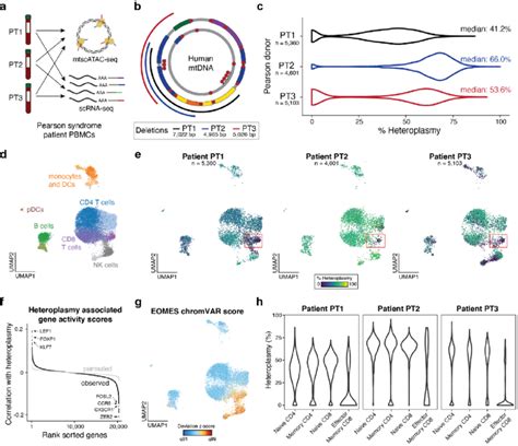 Purifying Selection Against Pathogenic MtDNA Deletions In Peripheral