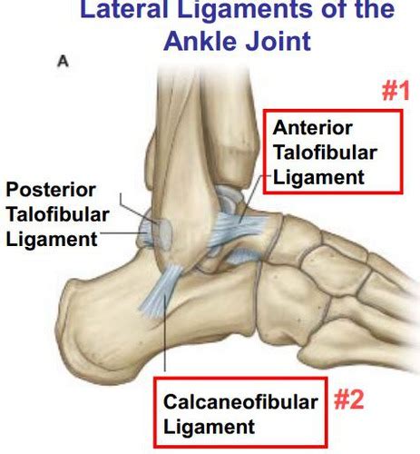 Foot Ankle Disorders Flashcards Quizlet