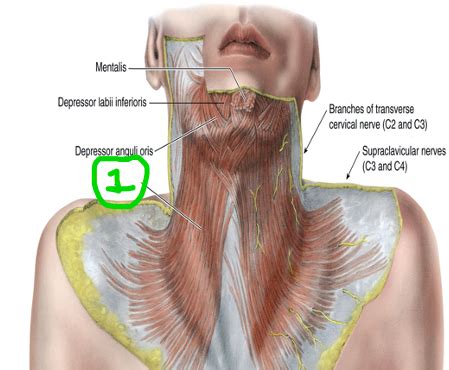 L1 B3 Superficial Neck Flashcards Quizlet