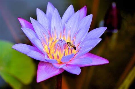 Beautiful Lily And Visiting Bee Photograph By Kristina Deane Pixels