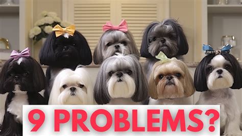 How To Solve Shih Tzu Behavior Problems With Tips Youtube