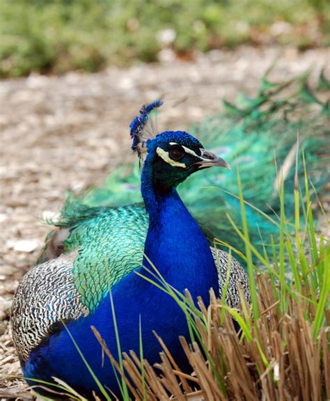 Free Images Bird Prairie Animal Male Wildlife Beak Fowl Fauna