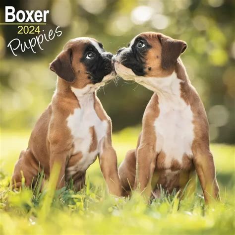 Boxer Chiots Calendrier Mural Tout Neuf Eur