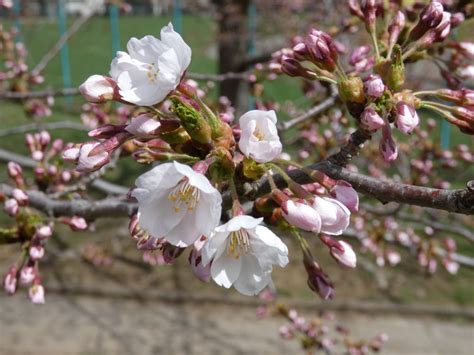 サクラの開花状況 三分咲きから五分咲き 円山公園