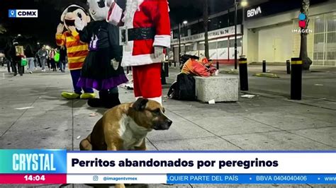 Peregrinos Abandonan A Perritos En La Bas Lica De Guadalupe Imagen