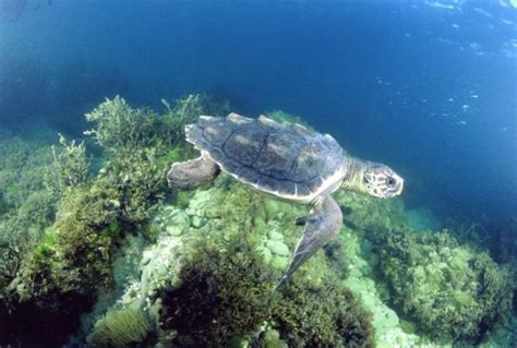 Loggerhead Sea Turtle