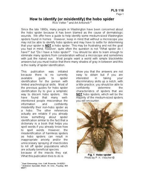 Hobo Spider Identification Pdf