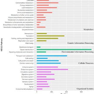 KEGG Pathway Annotation KEGG Orthology KO And Pathway Annotations