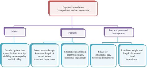 Figure 1 From Cadmium Toxicity Effects On Human Reproduction And Fertility Semantic Scholar