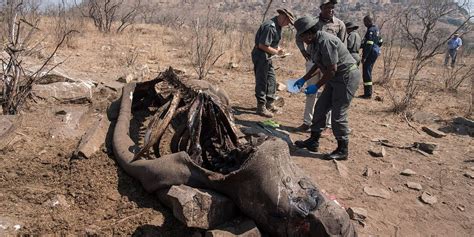 Nashorn Wilderei In S Dafrika Deutlich Zur Ckgegangen Natur