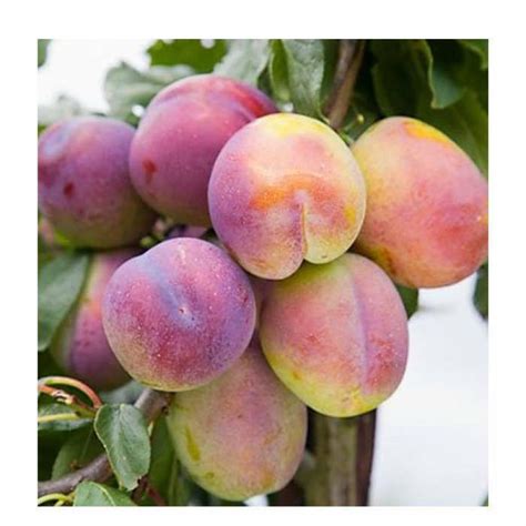 Fruit Trees 5ft Jubilee Plum Tree Sja Semi Vigorous Rootstock 12l Pot By Frank P