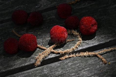 Red Bayberry Berries Dioecious With The Female Plant Bearing The