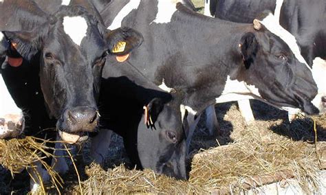 Agricultores muestran preocupación por la escasez de medicamentos e