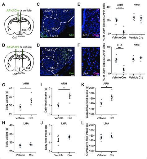 Oxytocin Receptor Oxtr Expression In The Arcuate Hypothalamic Nucleus