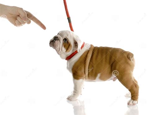 Bad Puppy Stock Photo Image Of Flexible Cute Bulldog 13481236