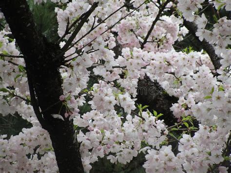 Brotes Y Flores De La Flor De Cerezo De Shogetsu De Vancouver En La