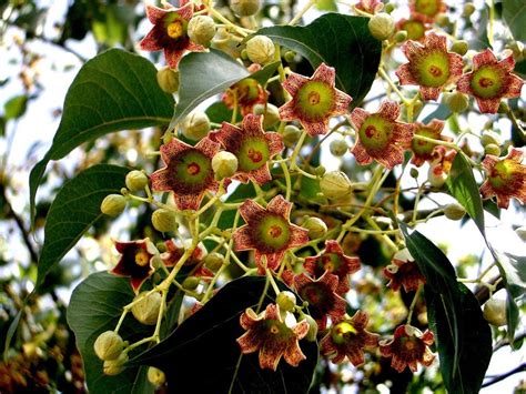 Brachychiton Populneus Kurrajong Bottle Tree 5 Seeds Australian