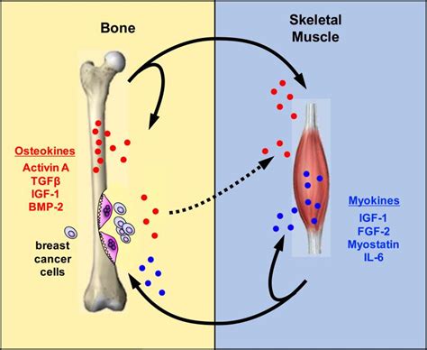 Molecular Mechanisms Of Bone Metastasis And Associated Muscle Weakness