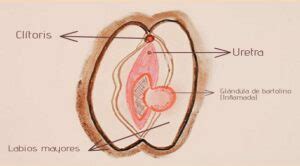 Porque Se Me Hincha La Vulva Despues De Tener Relaciones