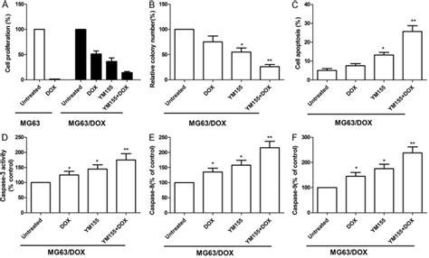 The Survivin Suppressant Ym155 Reverses Doxorubicin Resistance In