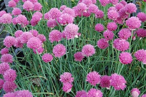 Szczypiorek 1 g Allium schoenoprasum Sadzonki rośliny ozdobne