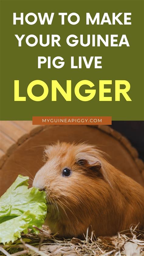 How Long Do Guinea Pigs Live Artofit