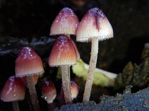 Mycena Haematopus The Ultimate Mushroom Guide