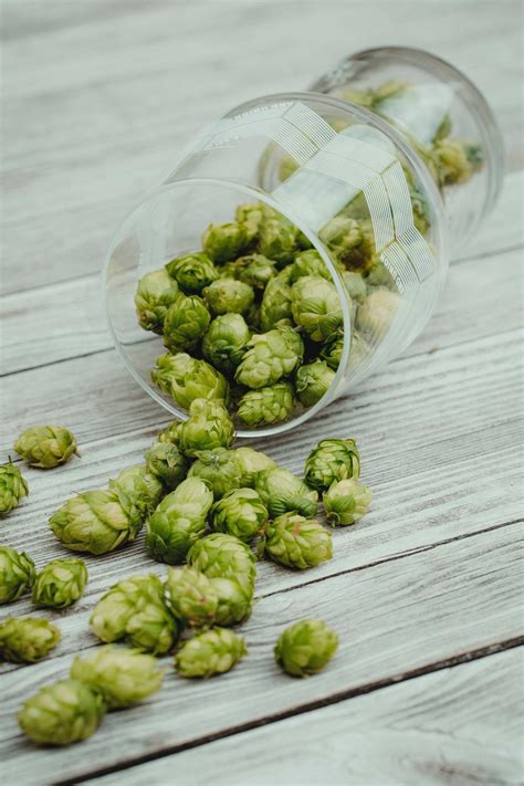Hops Is for More than Giving Beer its Flavour – The Good Mood Co