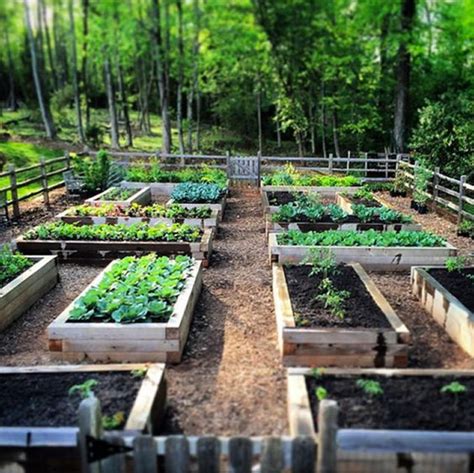 Kreatif 18 Gambar Model Kebun Sayuran Di Pekarangan Rumah Vegetable