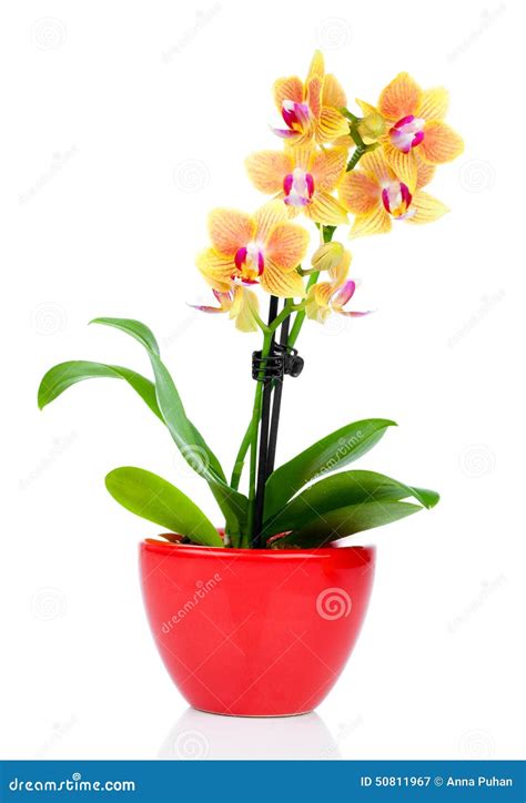 Beautiful Yellow Orchid In Pot Stock Image Image Of Decor Botanical