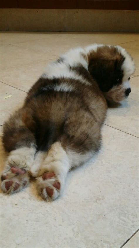 Pin De EMN En Sankt Bernards Cachorros Adorables Perros Perro San