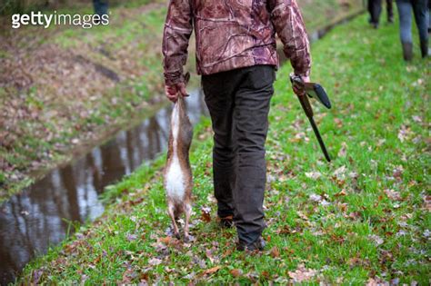 Hunting On Hares And Pheasants 이미지 1193313217 게티이미지뱅크