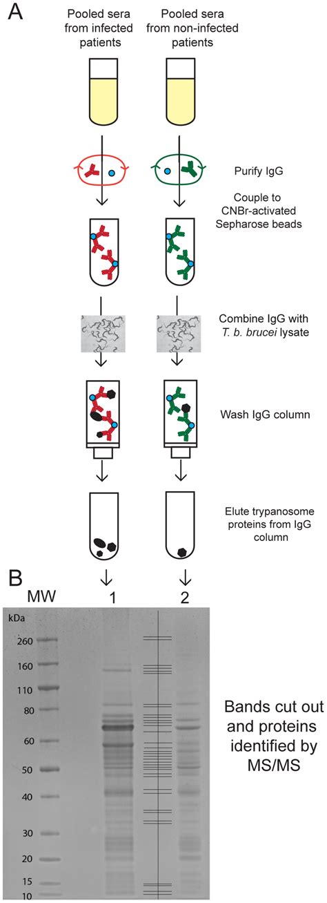 Immuno Affinity Chromatography And Identification Of Potential