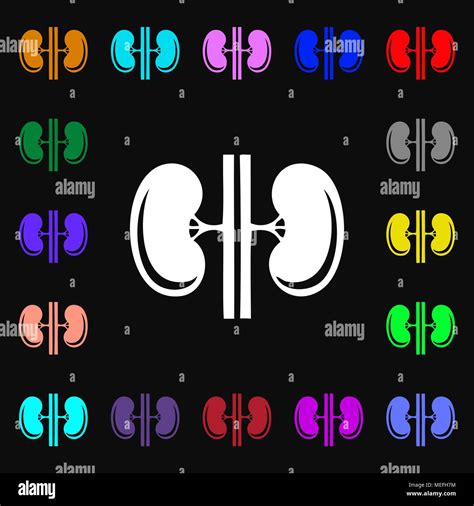 Kidneys Icon Sign Lots Of Colorful Symbols For Your Design Vector