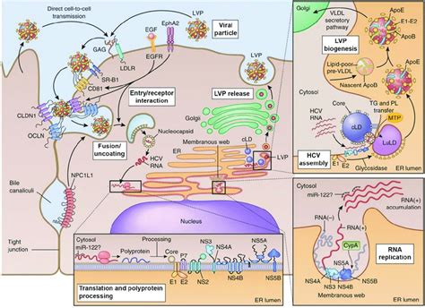 The HCV Life Cycle Model Of The Different Stages Required For The HCV