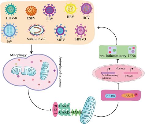 Frontiers Crosstalk Between Mitophagy And Innate Immunity In Viral