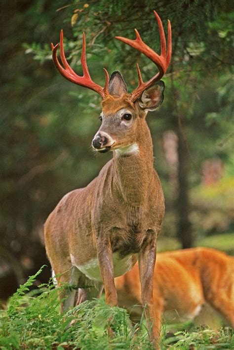 Whitetail Buck Deer, Big Buck Deer, Big Game Animal, 10 Point Buck ...