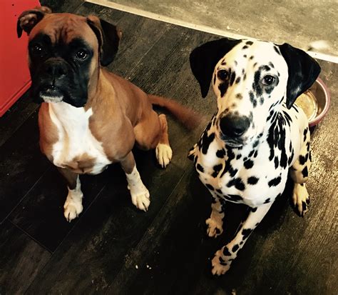 Can A Boxer And A Dalmatian Be Friends