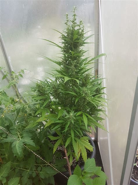 Royal Queen Seeds Northern Light Automatic Zamnesia Seeds Runtz Grow