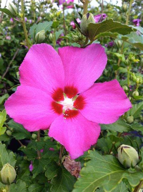 Hibiscus Syriacus Aphrodite Rose Of Sharon From Hardscrabble Farms