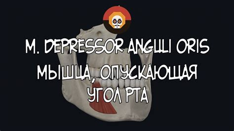 Мышца, опускающая угол рта (m. depressor anguli oris) 3D Анатомия - YouTube