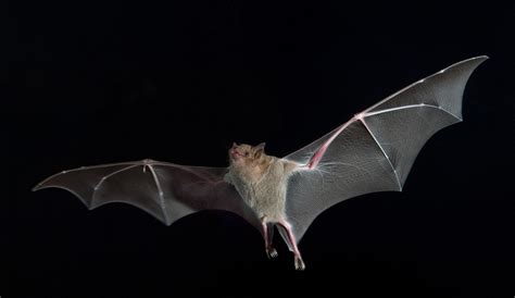 Birds Best Bats In Flying Game Flying Efficiency And Migration Habits