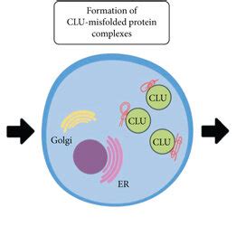 Schematic Representation Of Intracellular Role Of CLU In Misfolded