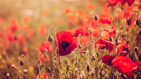 CloseUp Red Poppy Flowers Field HD Flowers Wallpapers | HD Wallpapers ...