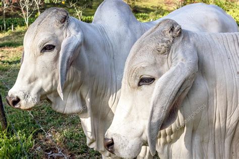 Zebu Cattle