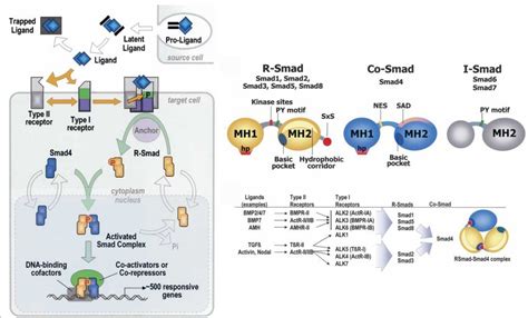 Structural Features Of The Tgfβ Smad Signaling Pathway Tgfβ Ligands Download Scientific