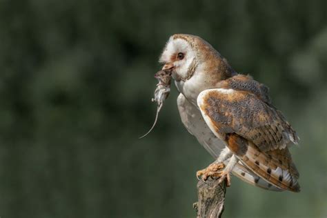 Cara Mengendalikan Hama Tikus Dengan Burung Hantu Tyto Alba