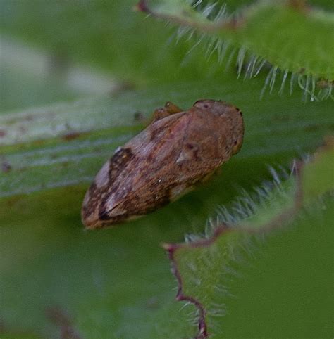 Meadow Froghopper Project Noah