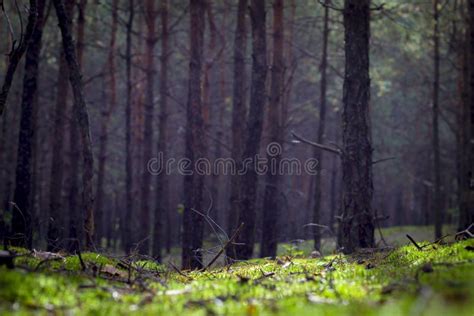 Autumn Moss Pine Forest Stock Photo Image Of Environment 198214346