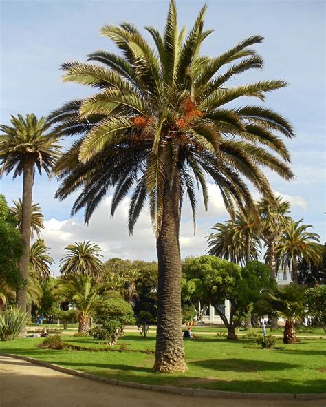 Grupo De Palmeras Phoenix Canarensis